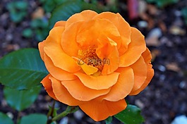 玫瑰,芽,開花