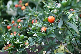水果,夏天,紅色