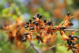 杏,開花,花