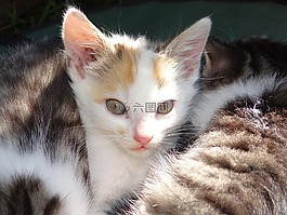 动物,猫,婴儿
