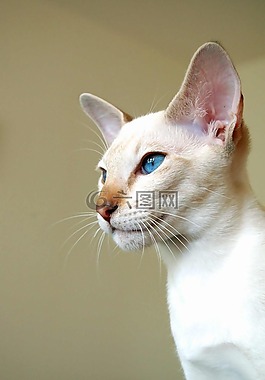 猫,暹罗猫,品种猫