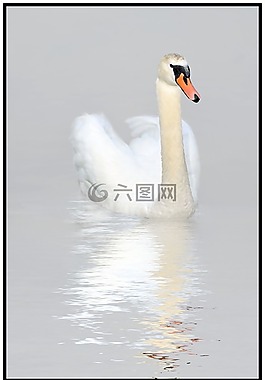 天鵝,反思,自然