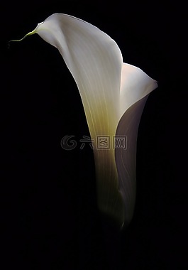 花,馬蹄蓮,花的
