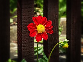 美女,花園,大麗花