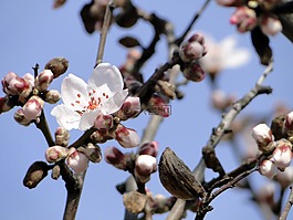 杏仁花,鮮花,杏仁樹(shù)