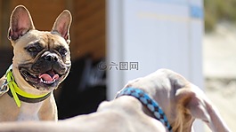 法国斗牛犬,domburg,海滩
