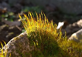 石,moss,性質(zhì)