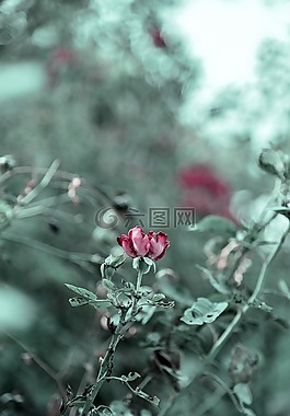 玫瑰,花,紅色