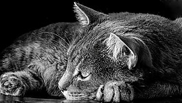 貓咪,貓,動物