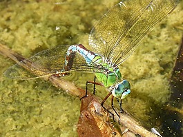 蜻蜓,aeshna cyanea,湿屁股