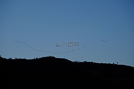 飛的鳥,飛,鳥類
