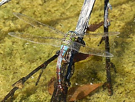 蜻蜓,aeshna cyanea,湿屁股