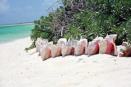 蝸牛,加勒比,海灘