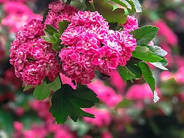 鮮花,樹,葉子