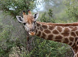 長頸鹿,野生動物園,自然