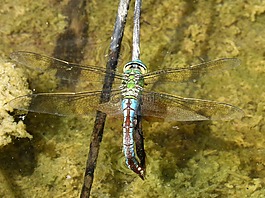 蜻蜓,aeshna cyanea,湿屁股