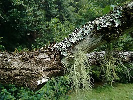 苔,樹,雨林