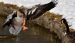 鵝,水禽,野生動物攝影