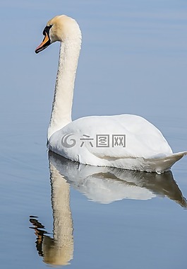 天鵝,水,鳥