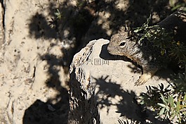 大峽谷,松鼠,動(dòng)物