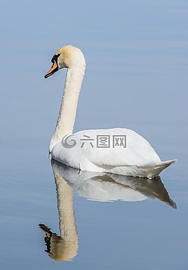 天鵝,水,鳥(niǎo)