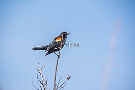 黑鳥,鳥,自然