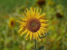 太陽花,開花,字段