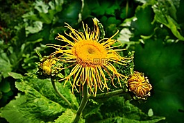 花,黄色,黄色花