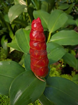 蘭花,花,植物