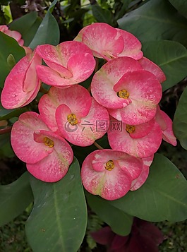 花,植物,粉红色