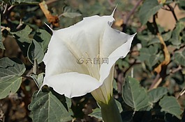 旋花,花,白
