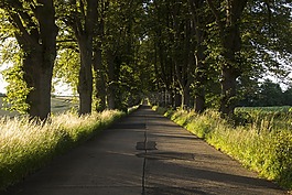 街道,樹,道路