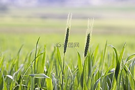 字段,農(nóng)業(yè),谷物