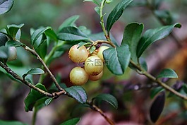莓果,森林,性質(zhì)