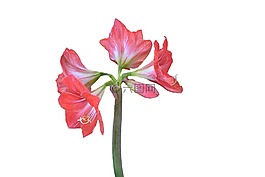 阿马丽利斯,花,厂