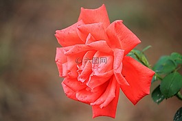 玫瑰,紅玫瑰,開花