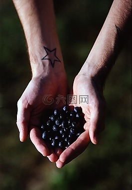 藍(lán)莓,手,食品