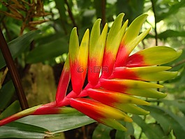 花,紅色的,異國(guó)情調(diào)