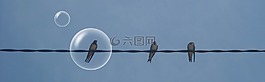 泡沫,鳥,串