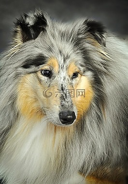 狗,sheltie,牧羊狗