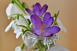 藏紅花,斯諾德羅普,鈴蘭