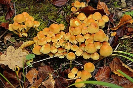 蘑菇,森林蘑菇,森林