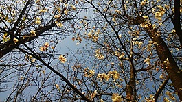 樹,春天,天空