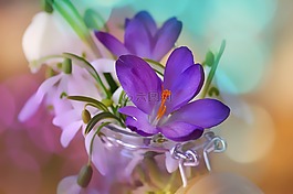 藏紅花,斯諾德羅普,鈴蘭