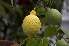 檸檬,柑橘類水果,檸檬樹(shù)