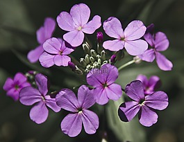 誠信,花,紫色