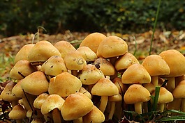 蘑菇,森林蘑菇,schwammerln