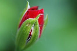 kospe,玫瑰,红色