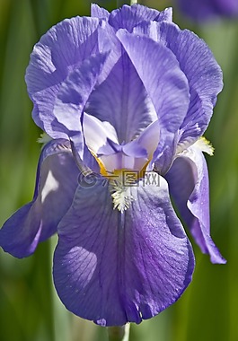 鳶尾花,盛開,花