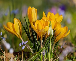 藏紅花,花,bühen
